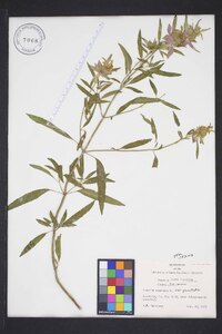 Monarda punctata var. punctata image