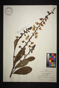 Crotalaria spectabilis image