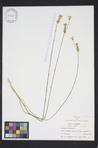 Polygala incarnata image