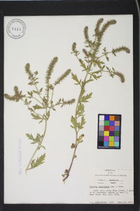 Verbena bracteata image