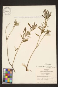 Andromeda polifolia image