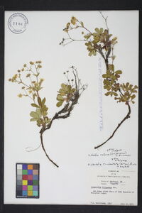 Sibbaldia procumbens image