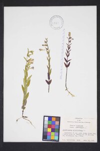 Scutellaria galericulata image