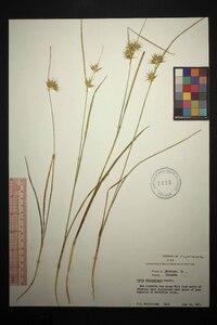 Carex michauxiana image