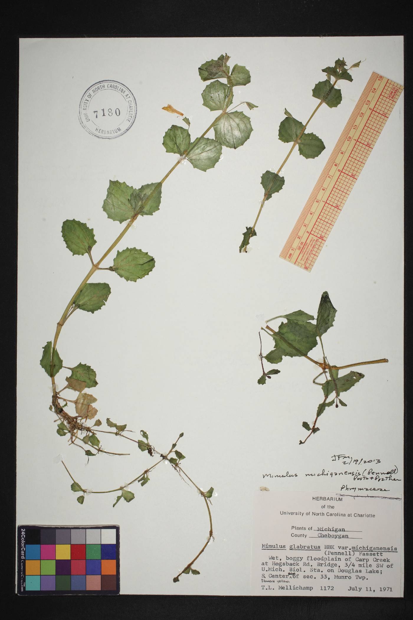 Erythranthe michiganensis image