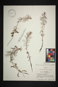Proserpinaca palustris var. palustris image