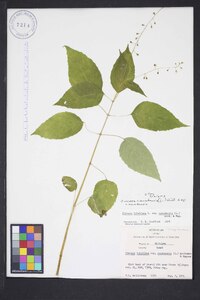 Circaea canadensis image