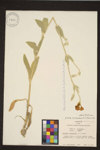 Silene coronaria image