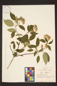 Cornus sericea subsp. sericea image