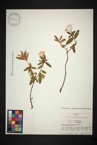 Rhododendron groenlandicum image