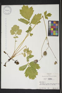 Geum rivale image