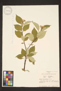 Cornus sericea subsp. sericea image