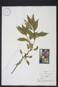 Salix lucida image