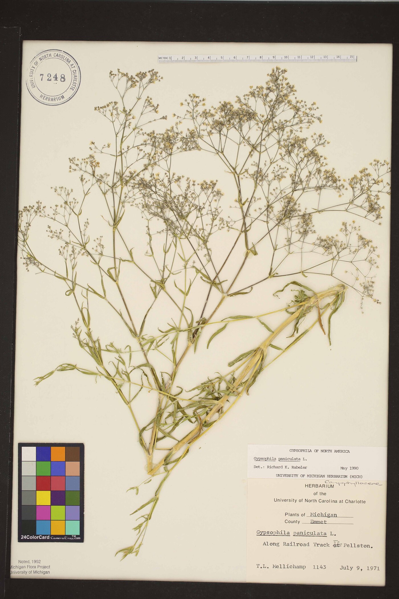 Gypsophila paniculata var. paniculata image