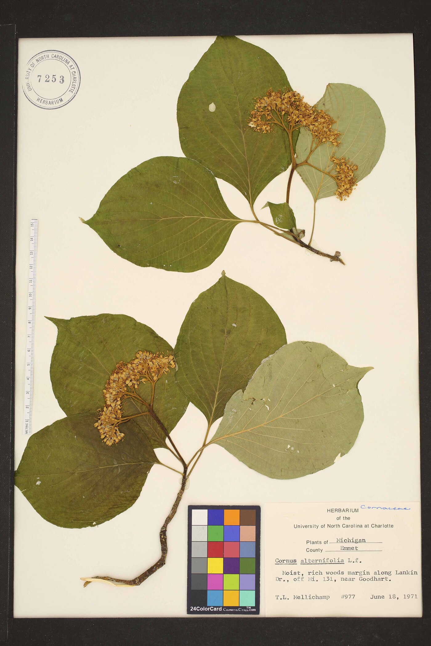 Swida alternifolia image