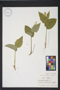 Maianthemum canadense image