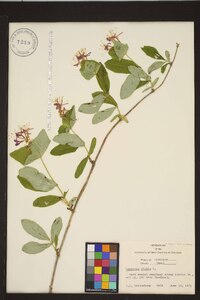 Lonicera dioica image