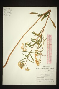 Asclepias tuberosa var. tuberosa image