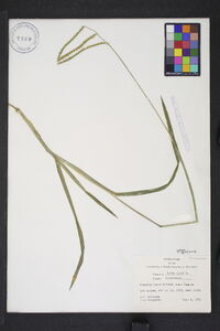 Paspalum laeve var. laeve image