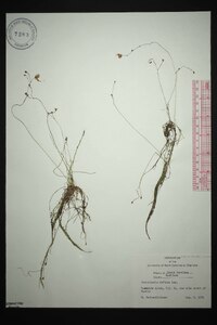 Utricularia gibba image