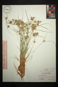 Cyperus flavescens image