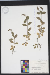 Veronica officinalis image