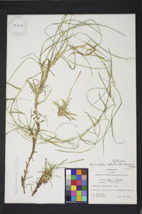 Eremochloa ophiuroides image