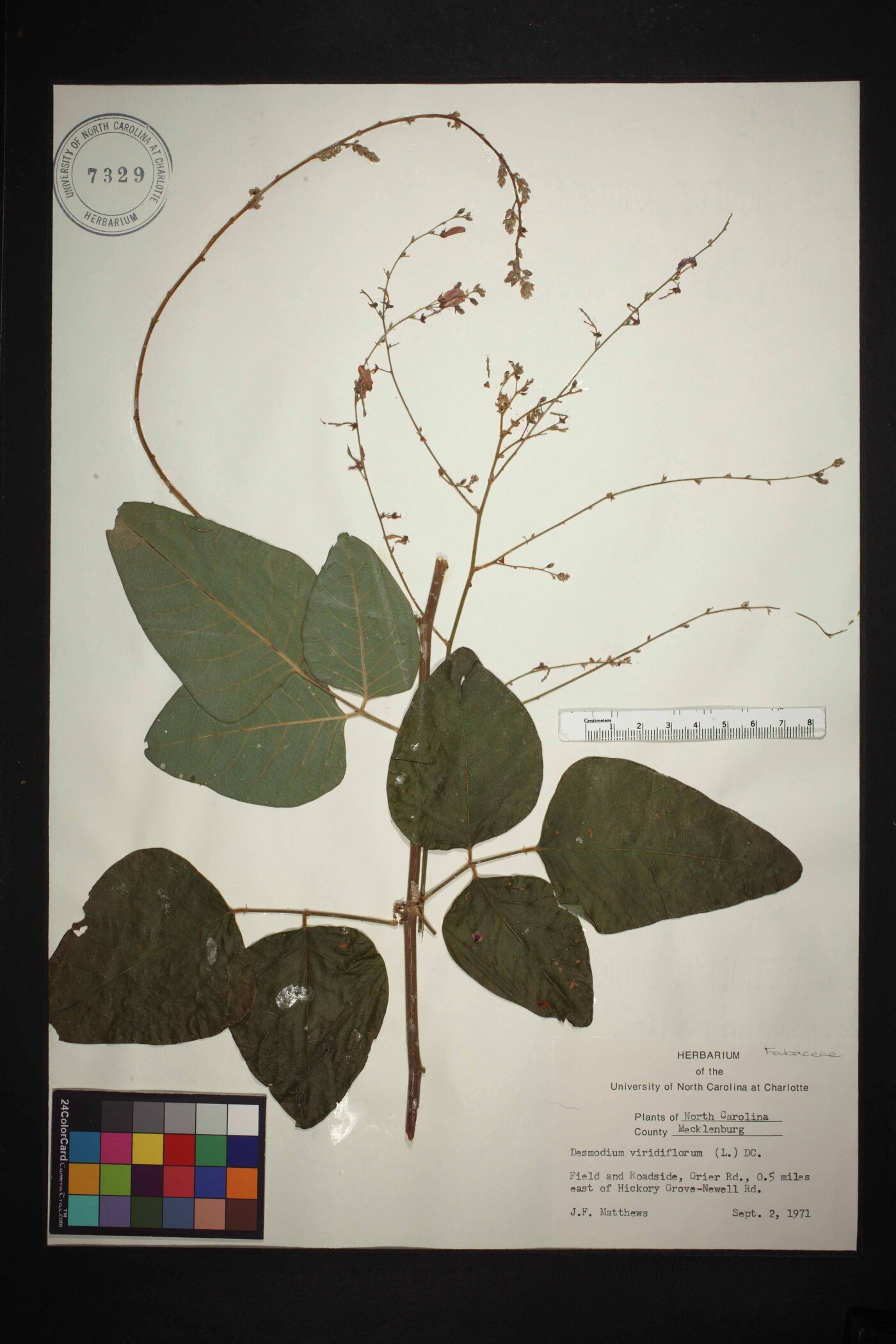 Desmodium viridiflorum image