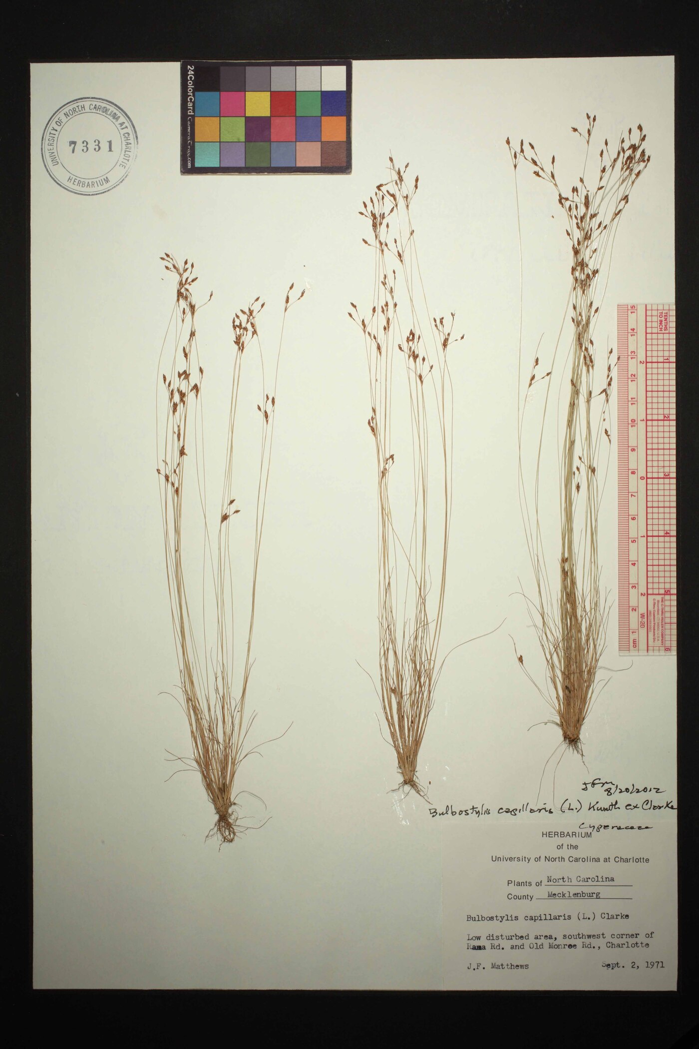 Bulbostylis capillaris subsp. capillaris image