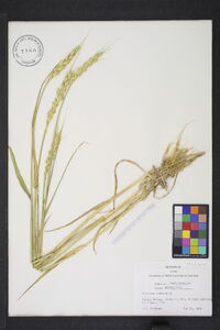 Triticum aestivum image