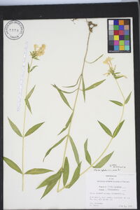 Phlox glaberrima image