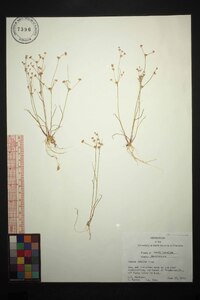 Juncus debilis image