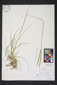 Paspalum laeve var. laeve image