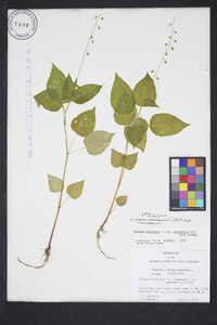 Circaea canadensis image