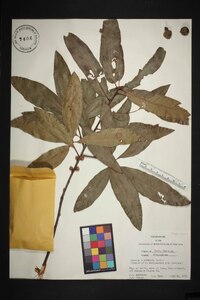 Quercus x rudkinii image