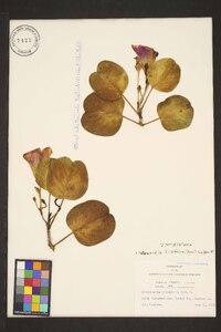 Stictocardia tiliifolia image