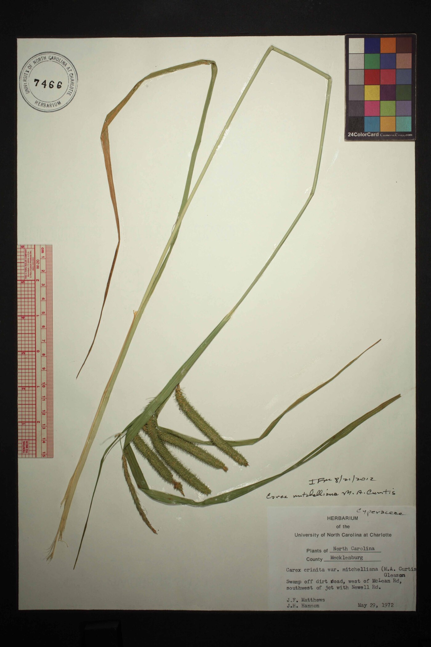 Carex mitchelliana image