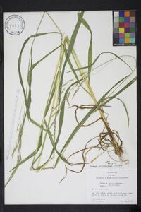 Bromus nottowayanus image