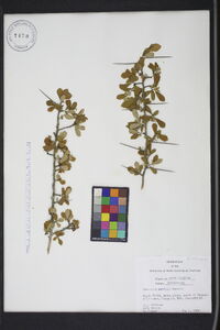 Crataegus uniflora image