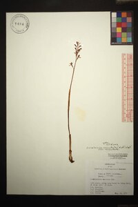 Corallorhiza maculata var. maculata image