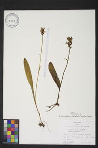 Platanthera clavellata image