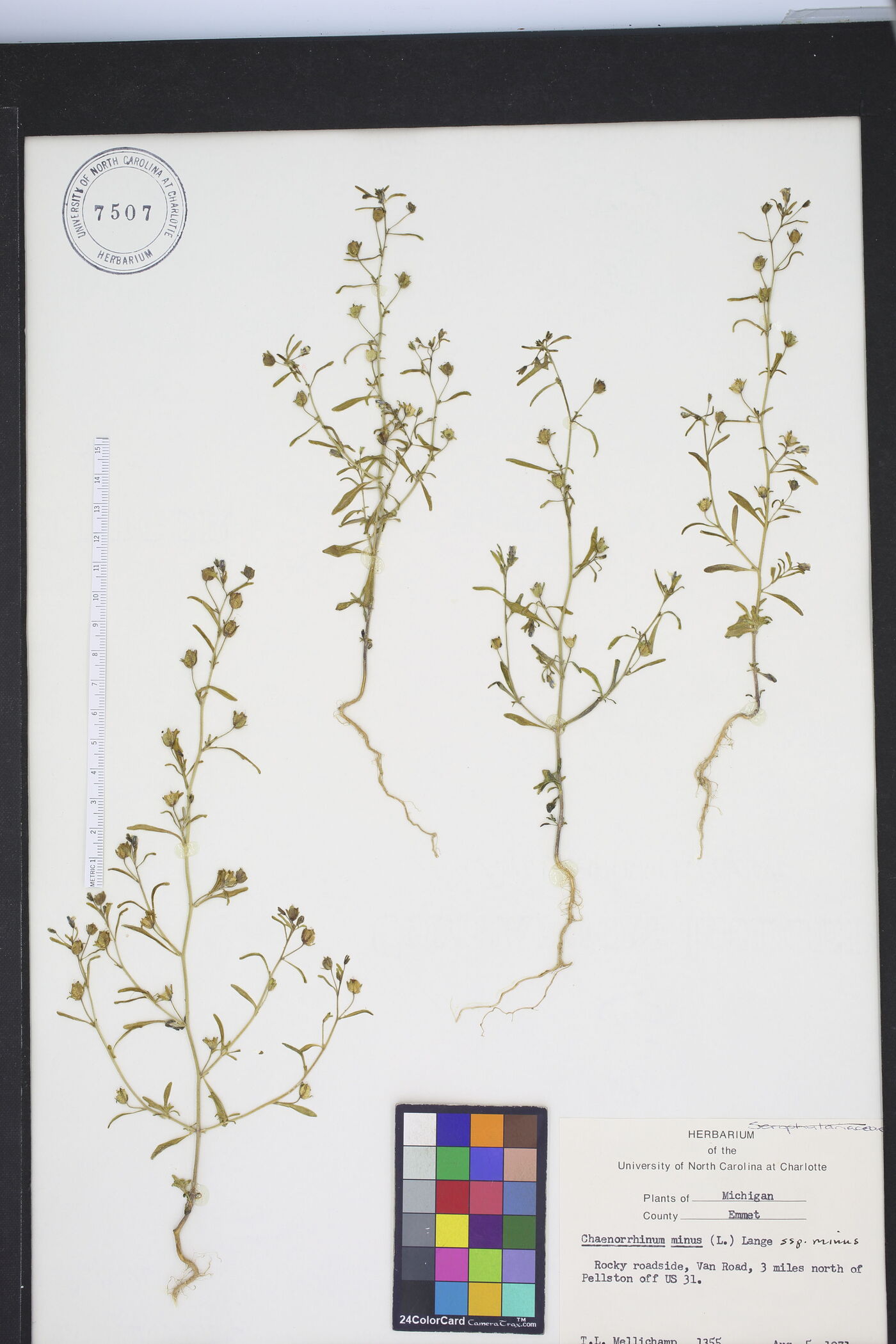Chaenorhinum minus subsp. minus image