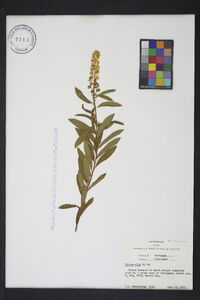 Spiraea alba image