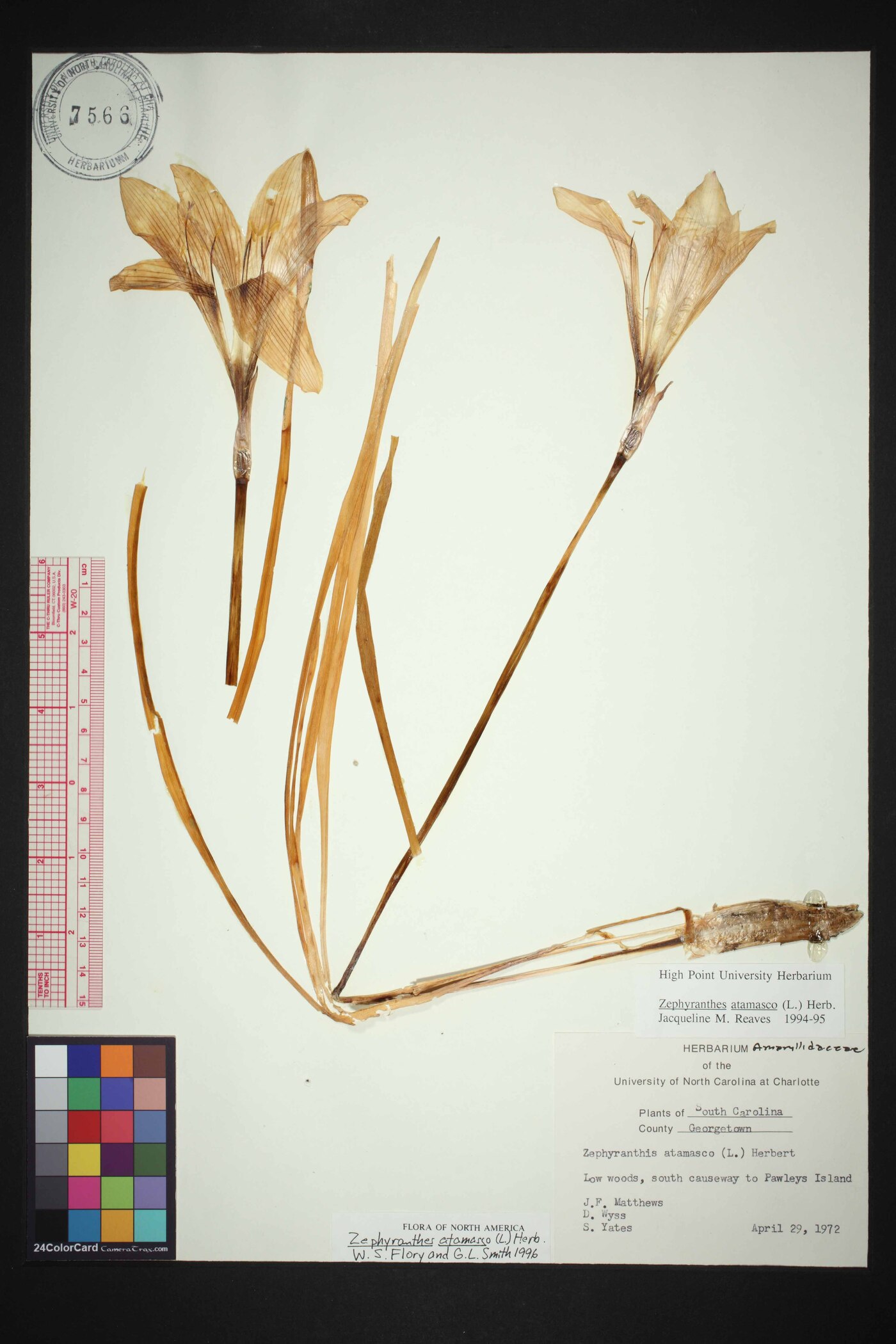 Zephyranthes atamasco image