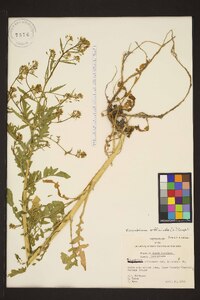 Sisymbrium officinale image