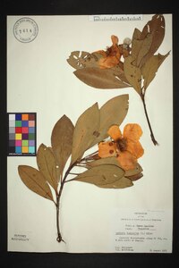 Gordonia lasianthus image