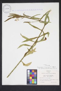 Dracocephalum virginianum image