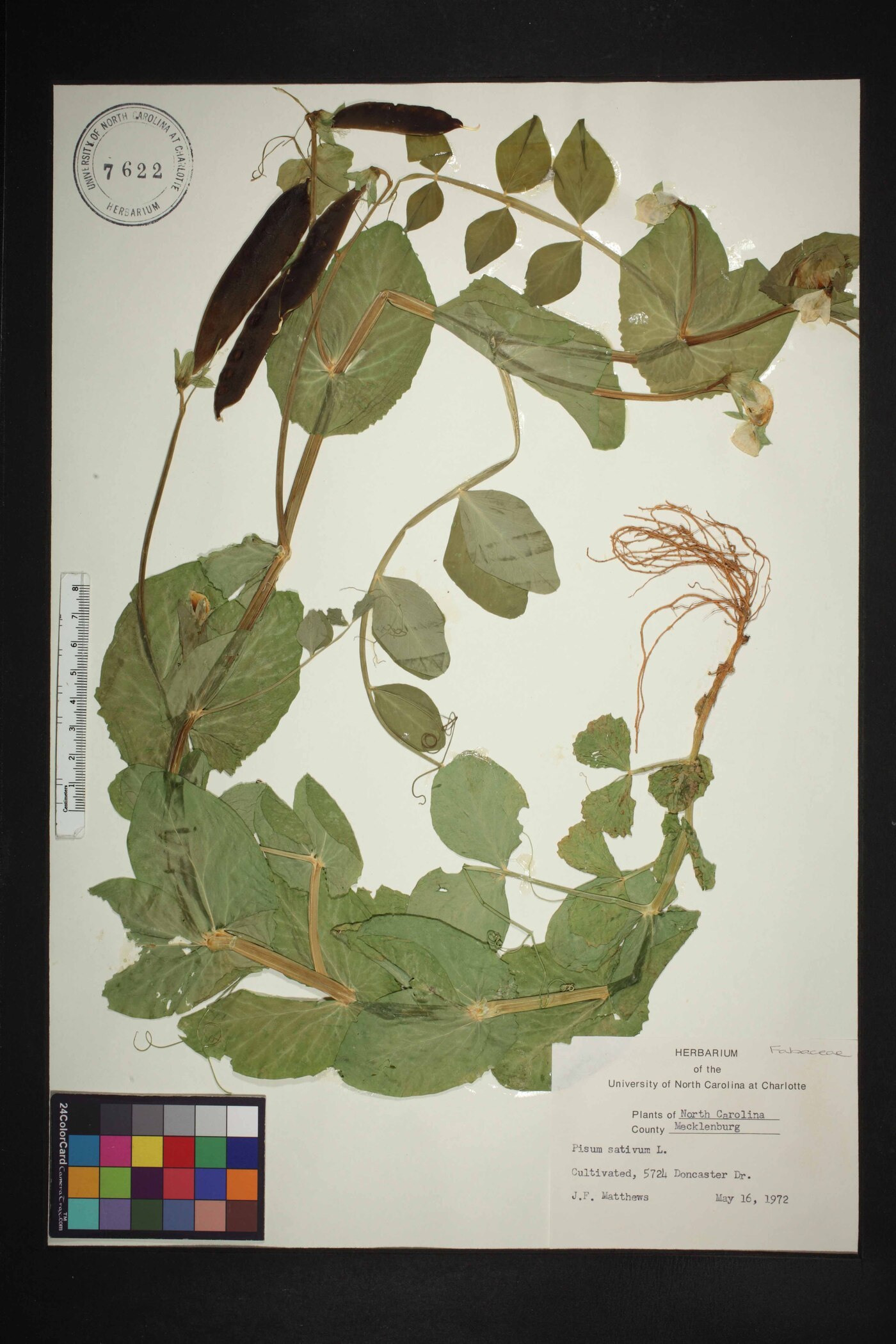 Pisum sativum var. sativum image