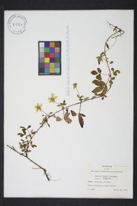 Rubus trivialis image