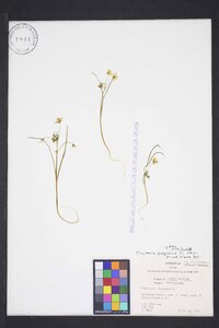 Claytonia virginica var. acutiflora image